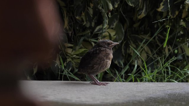 Slow motion handheld footage of small brown bird standing on concrete during rainy day with grass in background