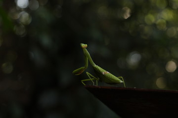 Obraz premium Praying mantis looking up