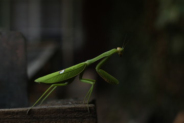 praying mantis on a green background