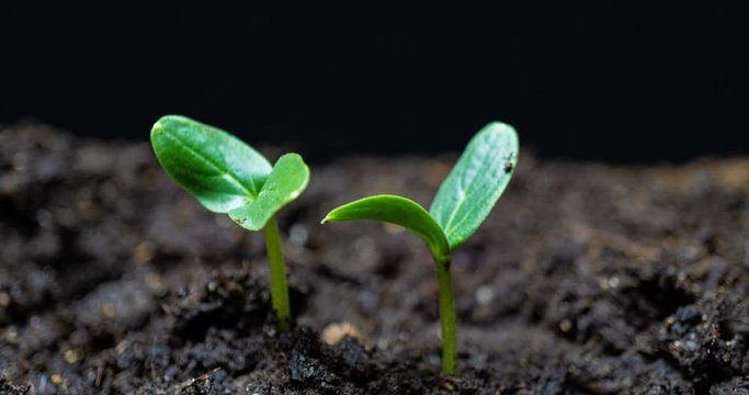 Growing green cucumber plant time lapse. Timelapse seed growing, Closeup nature agriculture shoot. Vegetable sprouting from the ground. macro