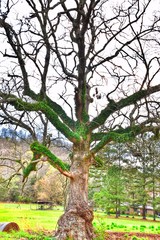 crazy tree