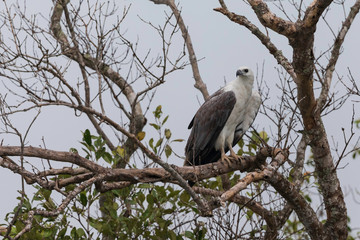 White-bellied Sea Eagle (Haliaeetus leucogaster) this large size raptor is quite common in Sundarban. White-bellied sea eagle is generally territorial; some birds form permanent pairs .