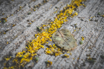 Yellow flowers on the concrete floor