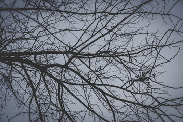 Obraz premium branches of a tree