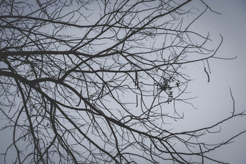 branches of a tree