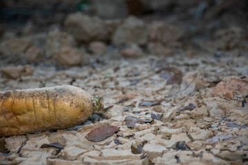 Plastic waste that remains after the water has dried