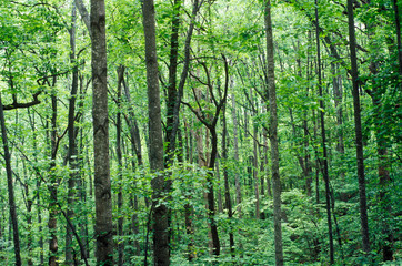 Fototapeta na wymiar Forest in Blue Ridge Mountains, VA in full foliage
