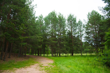 Summer Pine Forest