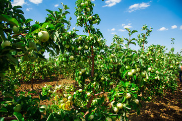Apples grows on a branch among the green foliage
