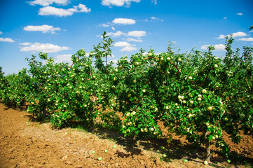 Fototapeta na wymiar Apple orchard sunny summer day