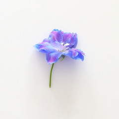 Fototapeta na wymiar spring blue with purple flower isolated on white background