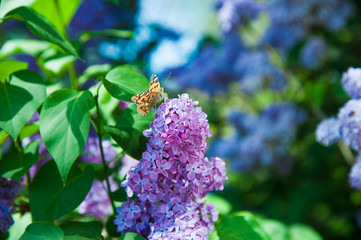 Spring branch of blossoming lilac
