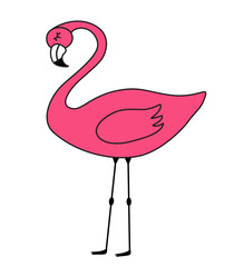 Illustration of pink flamingos isolated on a white background. Vector illustration of a beautiful exotic bird.