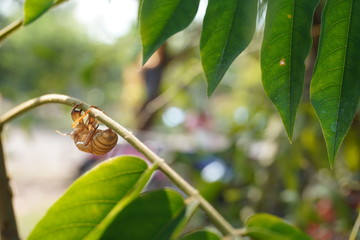 Insects molting on branches in the nature.