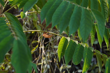 Insects molting on branches in the nature.