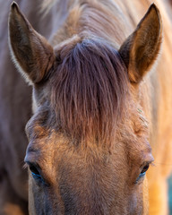 Light Brown Horse Face