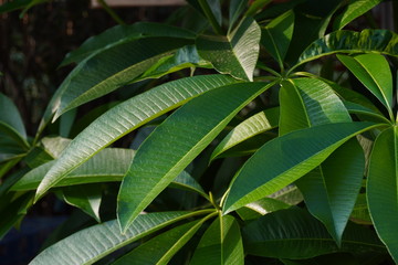 leaves of the mangosteen tree in the orchard