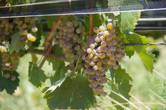 uva fiano de vi&ntilde;edos de mendoza