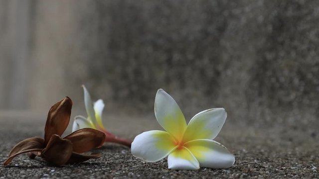 Beautiful sweet Plumeria flowers, blooming, concept for background texture. Vintage and natural background. close up flower. falling on the floor.