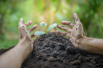 Women hands are planting the seedlings into the soil and natural blur background. Selection focus at a seedling.