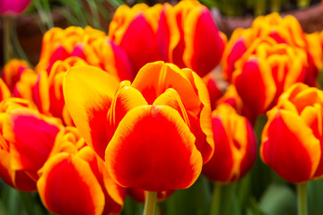Beautiful red and yellow tulips