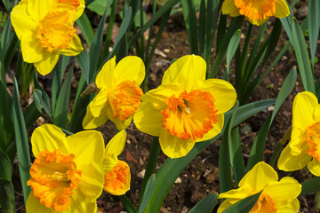 Narcissus of the Bulley species.