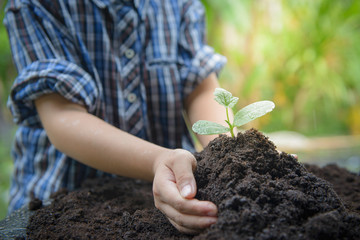 Child holding young seedling plant in hands on green background to plant on soil. Select focus at seedling,