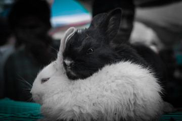 Obraz premium bunnies couple showing love 