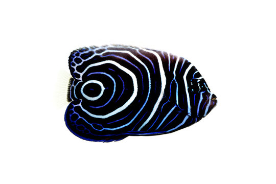 キンチャクダイ Images Browse 60 Stock Photos Vectors And Video Adobe Stock キンチャクダイ Images Browse 60 Stock Photos Vectors And Video Adobe Stock