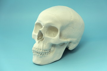 Obraz premium White human skull made of plaster on a blue background. The concept of health, medicine, life and death