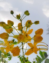yellow flowers on background of blue sky