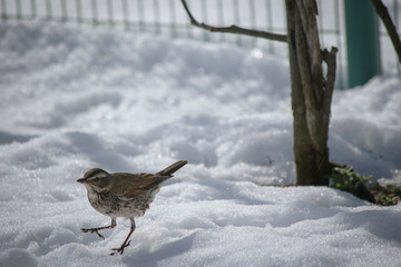 雪の上を跳ねるツグミです