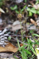 Luzula capitata (Shortawn foxtail) is a perennial plant that grows in a field, and in the spring, the flower stalk is densely packed with reddish-brown flowers.