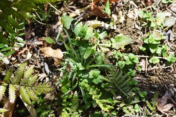 Luzula capitata (Shortawn foxtail) is a perennial plant that grows in a field, and in the spring, the flower stalk is densely packed with reddish-brown flowers.
