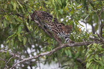 Leopard Cat (Prionailurus bengalensis) is the most widely distributed Asian lesser cat. Leopard cats are solitary and elusive. Some are active during the day but mostly hunt at night,