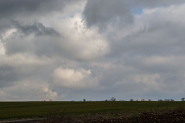 Obraz premium Green grass meadow, agricultural field, cloudy weather, natural background, trees in the back