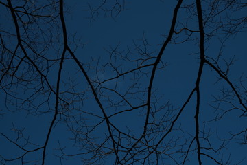 枝と青い空