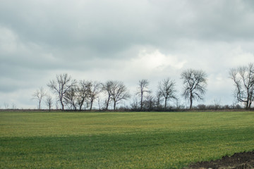 Fototapeta premium Green grass meadow, agricultural field, cloudy weather, natural background, trees in the back