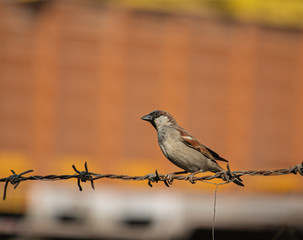 Old World Sparrow/House Sparrow are a little more than childhood memories for most Indians. These are going Extinct as years passes.