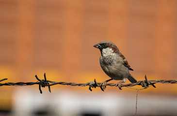 Old World Sparrow/House Sparrow are a little more than childhood memories for most Indians. These are going Extinct as years passes.