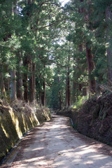 Cedar tree avenue in Nikko city