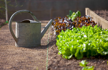 Arrosoire au soleil dans un jardin potager. © Thierry RYO