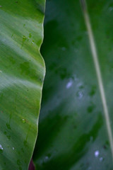 Leaves Tropical forest trees texture background wallpaper