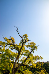 金刀比羅宮の巨木と青空