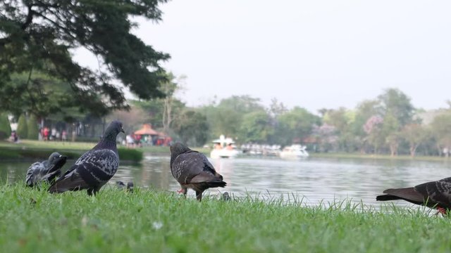 street pigeons eat the bread crumbs in the park. bird walk on green grass field. animal wildlife.