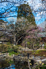 Different kinds of cherry trees in full blooming during cherry blossom season in spring in a park in the middle of Tokyo during a sunny day with blue sky
