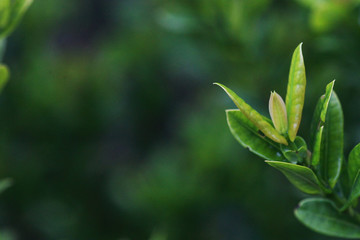 Leaves Tropical forest trees texture background wallpaper