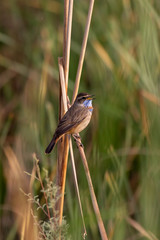 Singing bird Bluethroat  