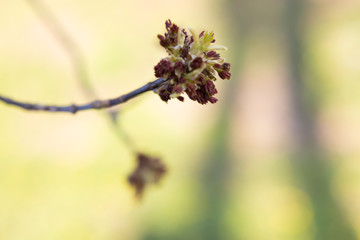 Green buds on branches in spring. Nature and blooms in spring. Bokeh, backgrounds and textures