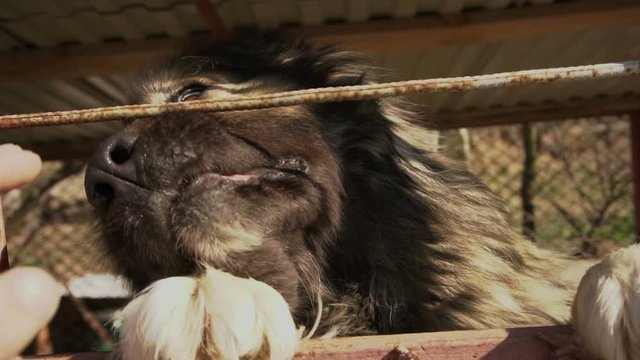 Caucasian Shepherd Dog Slow Motion